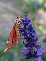 Ecaille chinée, panaxia quadripunctaria