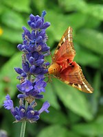 panaxia quadripunctaria