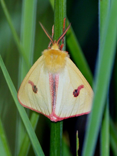 Ecaille roussette - diacrisia sannio