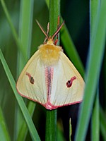 Ecaille roussette, diacrisia sannio