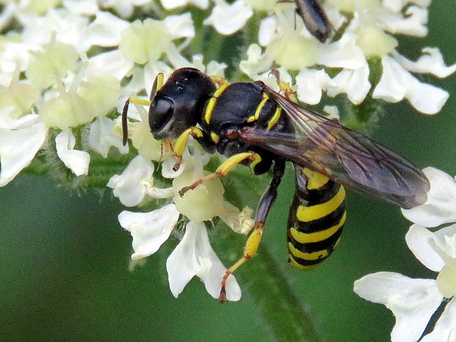 Ectemnius lituratus