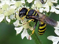 Ectemnius lituratus