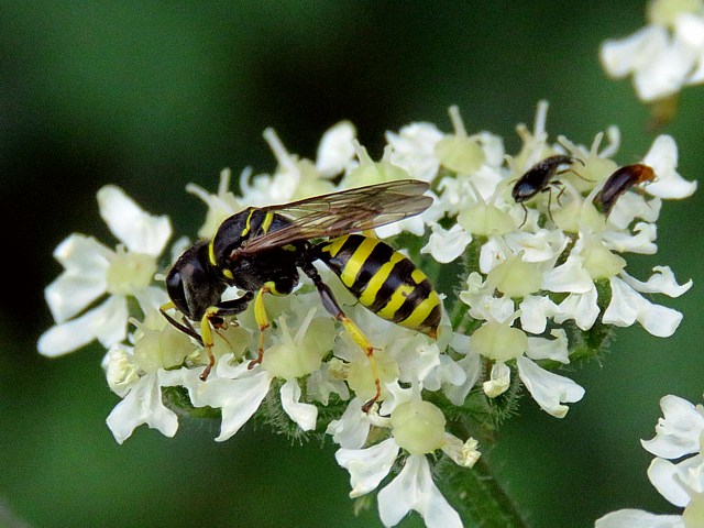 Ectemnius lituratus