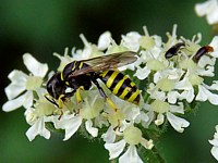 Ectemnius lituratus