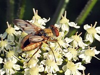 Ectophasia crassipennis