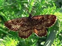 Phalène picotée, ematurga atomaria