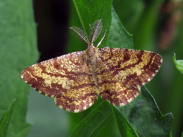 Phalne picote, ematurga atomaria