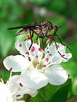 Empis, empis tesselata