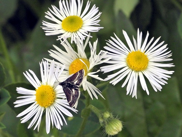 Ennychie pygméeE, atralata albofascialis