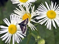 Ennychie pygmée, atralata albofascialis
