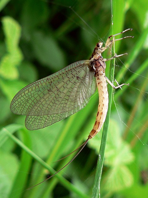 Ephmre, ephemera denica