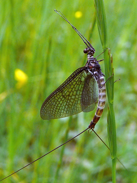 Ephmre, ephemera denica
