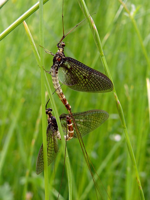 Couple d'phmres