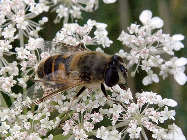Eristale gluante, eristalis tenax