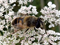 Eristale gluante, eristalis tenax