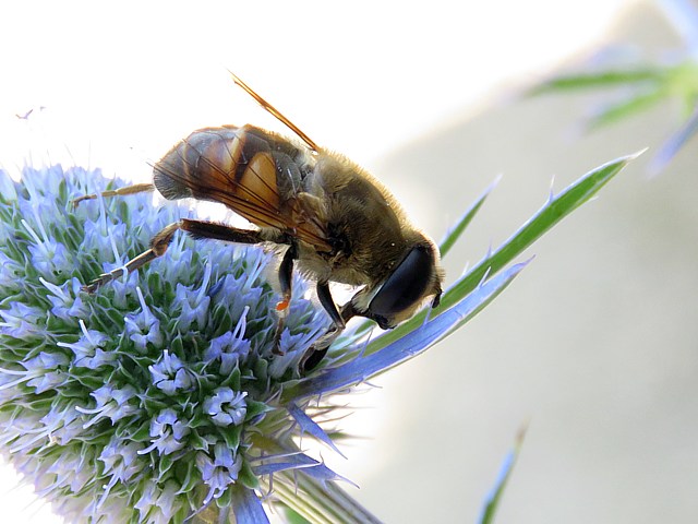 Eristale gluante, eristalis tenax