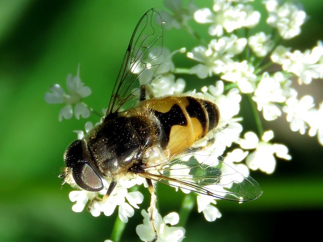 Eristale des arbustes, eristalis arbustorum