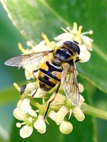 Eristale des fleurs, myathropa florea