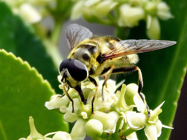 Eristale des fleurs, myathopa florea
