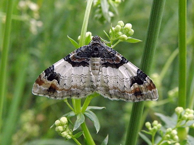 Eubolie sinu�e, catarhoe cuculata