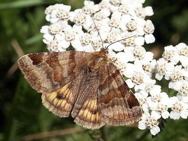 Doublure jaune, euclidia glyfica
