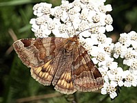 Doublure jaune, euclidia glyfica