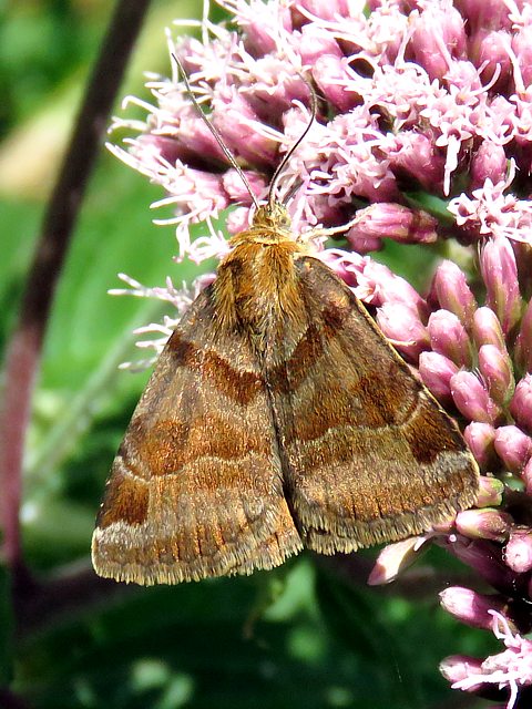 Doublure jaune, euclidia glyfica
