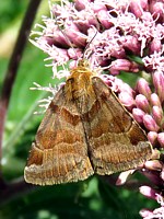 Doublure jaune, euclidia glyfica