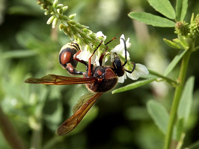 Eumne unguicul, delta unguiculatum
