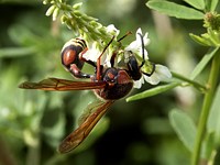 eumène unguiculé, delta unguiculatum