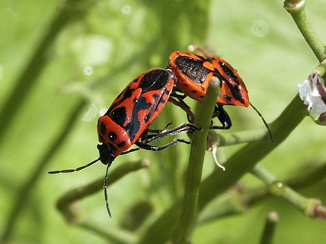 Eurydema - eurydema dominulus