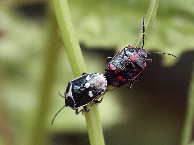 Eurydema oleracea, punaise du chou