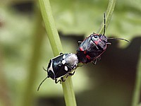 Punaises, eurydema oleracea