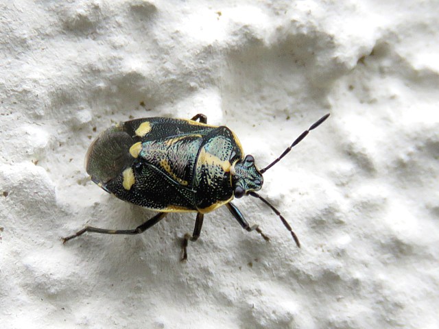 Eurydema oleracea, punaise du chou