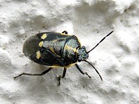 Punaises, eurydema oleracea