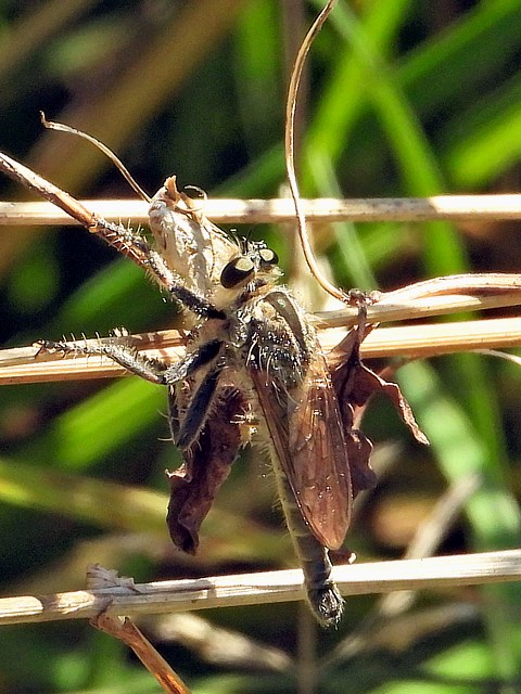 Eutolmus rufibarbis