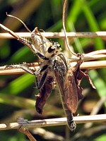 Eutolmus rufibarbis