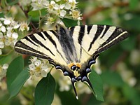 Flambé, iphiclides podalirius