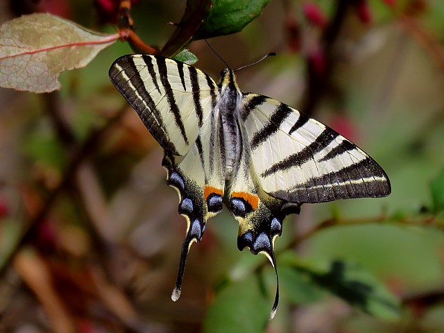 Flamb, iphiclides podalirius