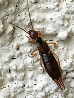 Forficule ou perce-oreilles, forficula auricularia