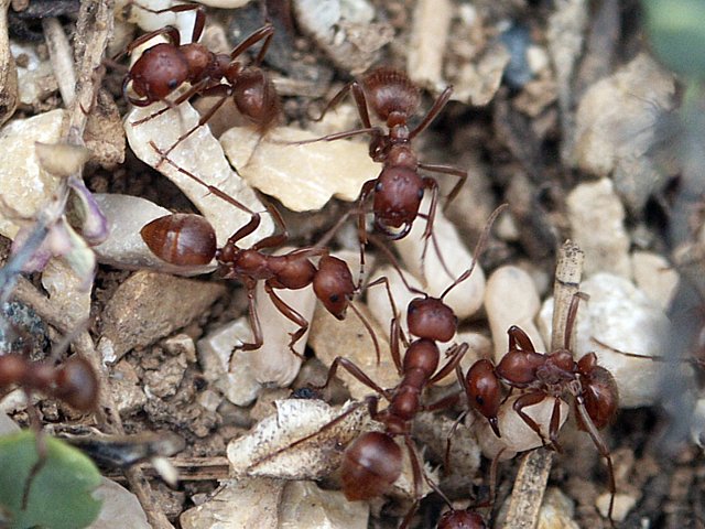 Fourmis amazones - polyergus rufescens