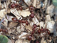 Fourmis amazones, polyergus rufescens