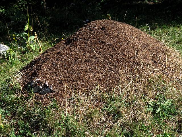 Dôme ou fourmilière