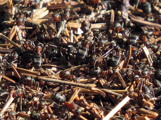 Fourmis des bois