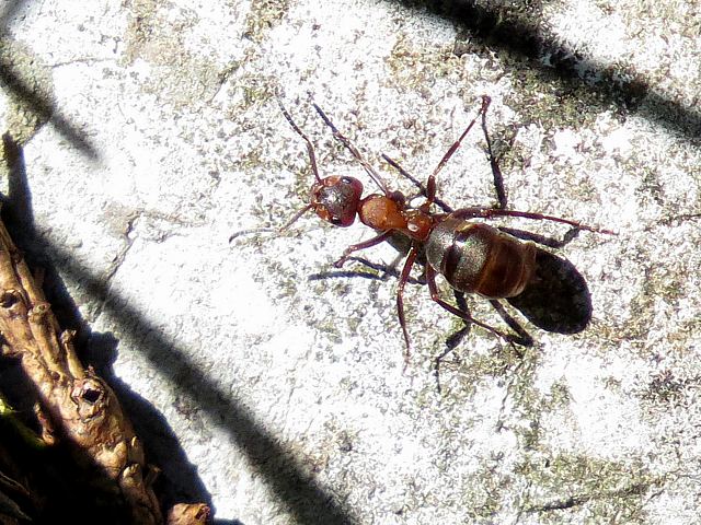 Fourmi des bois, formica rufa