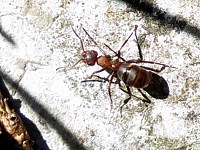 Fourmi rousse des bois, formica rufa