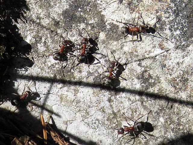 Fourmis des bois, ouvrires