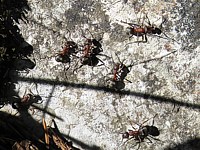 Fourmis des bois, ouvrières