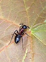 Fourmi charpentière, camponotus ligniperda