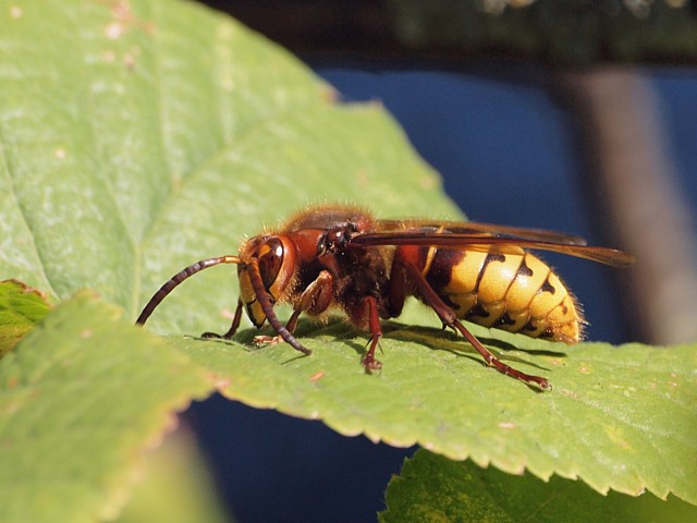 Frelon, vespa crabo